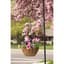Panacea 16" Hanging Basket GR Growers — thumbnail 2 of 2
