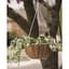 Pancea 14" Hanging Basket White Growers — thumbnail 2 of 2