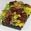 Coleus, Wizard Mix 1000 Seed Count — thumbnail 2 of 2