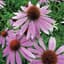 Coneflower, Purple Lbs — thumbnail 2 of 2