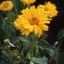 Coreopsis, Sunburst Lbs — thumbnail 2 of 2