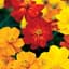 Cosmos, Bright Light Mix Lbs — thumbnail 2 of 2