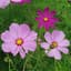 Cosmos, Sensation Mix Lbs — thumbnail 2 of 2