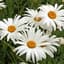 DAISY, SHASTA SGL. 1/2 OZ. EACH — thumbnail 2 of 2