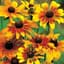 Daisy, Gloriosa Single 1/16oz — thumbnail 2 of 2