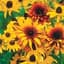 Daisy, Rudbeckia Hirta 1/2oz — thumbnail 2 of 2