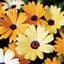 AFRICAN DAISY AURANTIACA MIX LBS — thumbnail 2 of 2