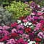 Dianthus, Telstar Mix 1000 Seed Count — thumbnail 2 of 2