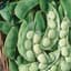 Limas, Cangreen/ Thorgreen 25lb — thumbnail 2 of 2
