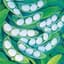 Limas, White Henderson 1lb — thumbnail 2 of 2