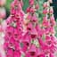 Digitalis, Foxy Annual Lbs — thumbnail 2 of 2