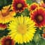 GAILLARDIA, BLANKETFLOWER LBS — thumbnail 2 of 2