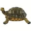 MCarr Turtle Medium — thumbnail 2 of 2