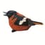MCarr Oriole Chirper — thumbnail 2 of 2