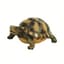 MCarr Desert Turtle — thumbnail 2 of 2