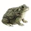 MCarr Texas Toad — thumbnail 2 of 2