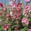 Hollyhock, Indian Spring Lbs — thumbnail 2 of 2