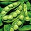 Limas, King Of Garden Pole 50lb — thumbnail 2 of 2