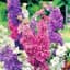 Larkspur, Giant Mixed 1/4oz — thumbnail 2 of 2