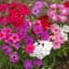 PHLOX, DRUMMONDI 1/16 OZ. EACH — thumbnail 2 of 2