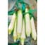 Corn, White Hickory King O.P. 1/2lb — thumbnail 2 of 2