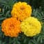 Marigolds, Crackerjack Mix Lbs — thumbnail 2 of 2