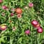 HELICHRYSUM, DWF DBL MIX LBS — thumbnail 2 of 2