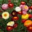 HELICHRYSUM, TALL DBL MIX LBS — thumbnail 2 of 2