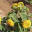 SUNFLOWER SUNGOLD DWARF LBS — thumbnail 2 of 2