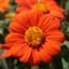 Sunflower, Mexican Lbs — thumbnail 2 of 2