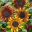 Sunflower, Mardi Gras Blend Lbs — thumbnail 2 of 2