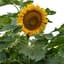 Sunflower, Incredible Dwarf Lbs — thumbnail 2 of 2