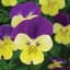 Viola, Johnny Jump Up 1/4oz — thumbnail 2 of 2