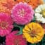 Zinnia, Thumbelina 1/4oz — thumbnail 2 of 2