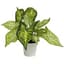 Algreen Faux 12" Caladium — thumbnail 2 of 2