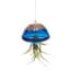APM Air Plant Jellyfish Lake Blue/Gold — thumbnail 2 of 2