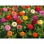Zinnia, Cut & Come Again - 1 LB — thumbnail 2 of 2