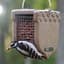 Birds Choice Acorn Shelled Peanut Feeder Recycled Plastic Tan 1# Capacity — thumbnail 2 of 2