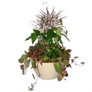 Bld 12.00 SL Hanging Basket W/MOCHA 19" FLEX HGR MOCHA 25/CS — thumbnail 2 of 2