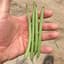 Beans, Strike Bush Treated 1/2lb — thumbnail 2 of 2