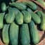 Cucumber, Boston Pickling 1/2oz — thumbnail 2 of 2