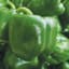 Peppers, California Wonder 1lb — thumbnail 2 of 2