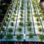 4' X 100' CAPMAT II CAPILLARY MATTING — thumbnail 2 of 2