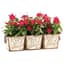 Deer Park 3 Pot Venetian Planter — thumbnail 2 of 2