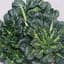Cabbage, Tatsoi Chinese 1/2oz — thumbnail 2 of 2