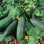 Cucumber, Bush Crop 10,000 Seed Count — thumbnail 2 of 2