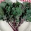 Kale, Red Russian 1/2oz — thumbnail 2 of 2