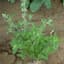 Catnip 1lb — thumbnail 2 of 2