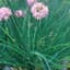 Chives 1oz — thumbnail 2 of 2