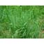 Autumn Bentgrass Lbs — thumbnail 2 of 2
